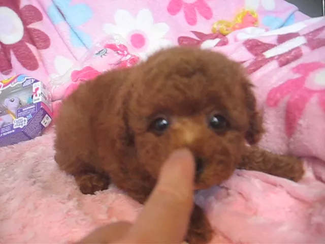 動画