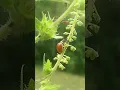 Tan lady beetle no spots Coleoptera insects nature bugs