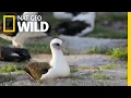 Download Lagu No Spring Chicken: 67-Year-Old Albatross Hatches Chick | Nat Geo Wild