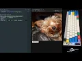ASMR Programming - Random Dog Image Generator