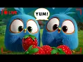 Download Lagu 🔴 LIVE Angry Birds | When Hunger Strikes!