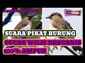 Download Lagu SUARA..pikat burung cucak Wilis renganis