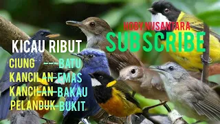 suara pikat burung ciung batu kancilan emas kancilan bakau planduk bukit kompilasi mp3 ribut