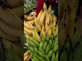 Download Lagu panen buah pisang dengan hasil yang sangat memuaskan #shorts