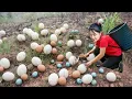 Lagu TIMELAPSE — Harvesting Many Giant Wild Chicken Eggs \u0026 Goes to Market Sell – Rural Village Life