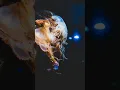 Download Lagu Deep sea ocean #peace #sealife #water