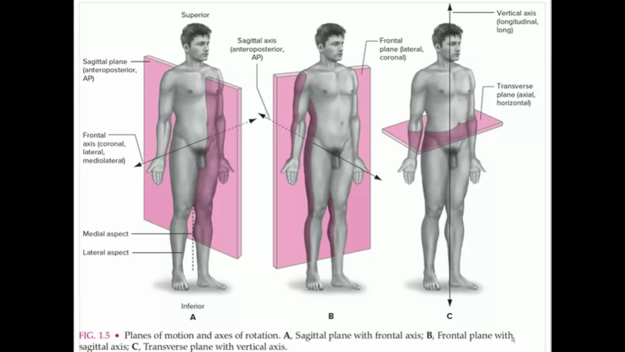 KINE 3135 Planes of Motion and Terminology