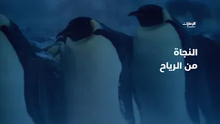                                                                            دندنها