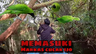 it turns out this is the forest where you can attract the most powerful green magpie robins 