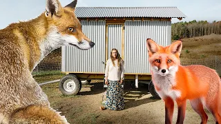 Fox in the Hen House
