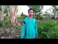 Download Lagu TANAMAN PISANG TUMBUH SUBUR DI LAHAN PAK YATNO TRANSMIGRASI SP10 