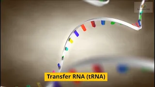 Transfer RNA tRNA