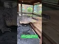 Understanding Gators
