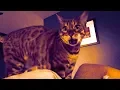 Video di Autotuned Cat [Yass version]