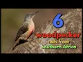 Lagu 6 woodpecker calls from southern Africa