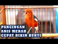 Download Lagu PUTAR SEKALI AGAR ANIS MERAH ANDA SELALU GACOR  #pancingananismerah