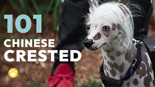 Chinese Crested Dog Appearance Personality Health Grooming