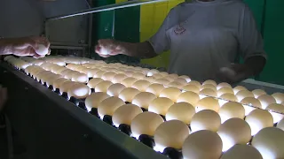 Ovos de galinha: conheça as etapas de produção