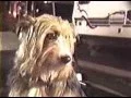 David Duchovny interviewing his dog Blue