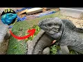 HANGIN WITH THE RHINO S BASIC RHINO IGUANA CARE