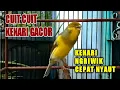 Download Lagu CUIT CUIT KENARI GACOR NEMBAK PANJANG, Guru Terbaik Buat Kenari Ngriwik Belajar Bunyi