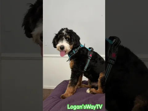 #minibernedoodlepuppies