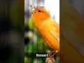 Download Lagu Kenari #short #shorts #shortvideo