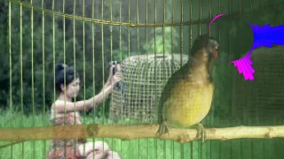 cukup 3 menit saja kolibri manggar bakal nyaut dan gacor dengan pancingan korlap ini