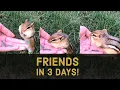 How To Become Friends With A Chipmunk in 3 Days