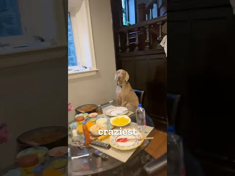 When your dog demands his own chair at the dinner table 🐶🍽️