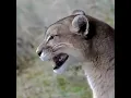 Download Lagu puma vocalizing for attracting his mate #puma #onlyfornature