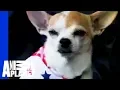 Chihuahua Dogs 101