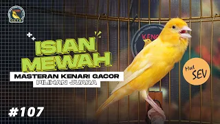 masteran kenari paud isian mewah cocok buat pancingan kenari biar gacor