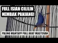 Download Lagu COBA INI!! MASTERAN RAMBATAN PARUH MERAH GACOR FULL ISIAN CILILIN NEMBAK PANJANG NGEBREN SPEED RAPAT