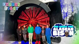 The Quest for an Alaskan Bison!