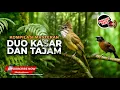 Download Lagu 🔴 Masteran Kompilasi Tajam dan Kasar Cucak Jenggot Gacor Full Beset vs Tepus Kepala Abu Abu Gacor