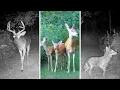Eight Months on a Backyard Wildlife Path in Southern Michigan Trail Camera s