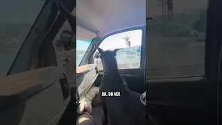 #Fyp #dream #YouTube #doberman #pets