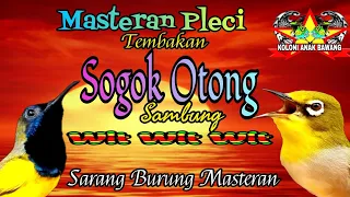 masteran pleci tembakan sogon sambung wit wit wit suara jernih