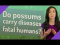 Do possums carry diseases fatal humans