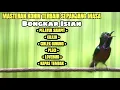 Download Lagu KONIN GACOR FULL TEMBAKAN