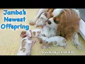 Download Lagu Jamba's Newest Offspring