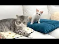Lagu お気に入りの寝床をボス猫に取られてた新入り子猫がこうなっちゃいました…
