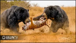 This is the Stupid Moment a Tiger Dared to Attack a Giant Bear! Here's the Consequence