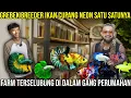 Lagu GREBEK BREEDER IKAN CUPANG NEON SATU SATUNYA FARM TERSELUBUNG DI DALAM GANG PERUMAHAN