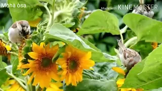 أنشودة روعة   بسم الله الرحمن الرحيم مع مناظر طبيعية روعة   دندنها