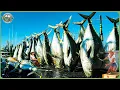 Download Lagu How Tons of Giant Bluefin Are Caught \u0026 Processed - Inside Most Expensive Bluefin Tuna Processing