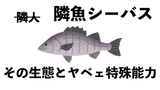 シーバス（スズキ）の生態