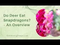 Do Deer Eat Snapdragons - An Overview