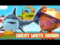 Great White Shark RESCUE 🦈| Leo the Wildlife Ranger Spinoff S7E10 | @mediacorpokto